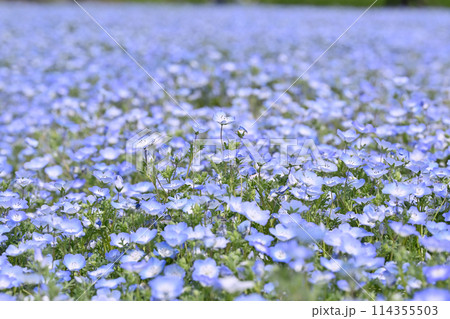 満開のネモフィラ畑　埼玉県・北本市 114355503