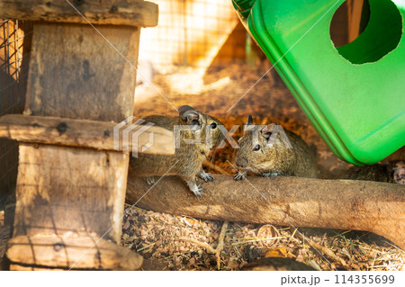 Two degus in a wooden enclosure, one sniffing the other, with a green cover. Zoo. 114355699