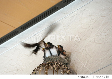 ヒナのいる燕の巣 ヒナのいる燕の巣 114355716