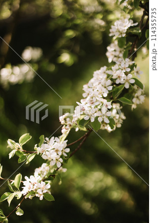 Branches of blossoming cherry or apple tree macro with soft focus on gentle light nature background in sunlight with copy space. Beautiful floral image of spring nature panoramic view 114355735