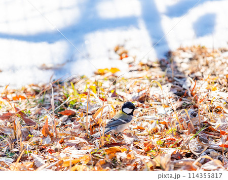 残雪の満開のロウバイの下で、餌を探すかわいいシジュウカラ 114355817