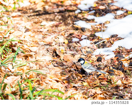 残雪の満開のロウバイの下で、餌を探すかわいいシジュウカラ 114355828