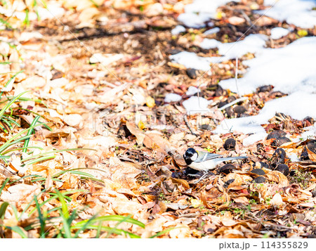 残雪の満開のロウバイの下で、餌を探すかわいいシジュウカラ 残雪の満開のロウバイの下で、餌を探すかわいいシジュウカラ 114355829
