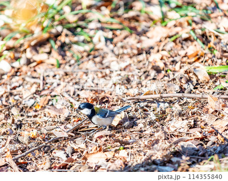 残雪の満開のロウバイの下で、餌を探すかわいいシジュウカラ 114355840