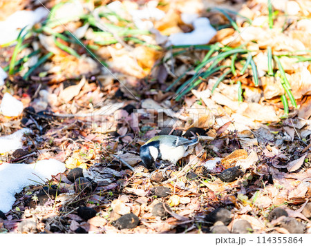 残雪の満開のロウバイの下で、餌を探すかわいいシジュウカラ 残雪の満開のロウバイの下で、餌を探すかわいいシジュウカラ 114355864