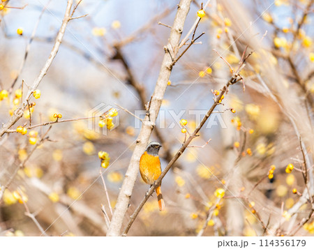 満開のロウバイに遊びに来たかわいいショウビタキ 114356179
