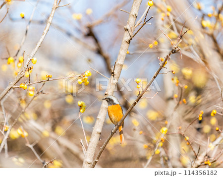 満開のロウバイに遊びに来たかわいいショウビタキ 114356182