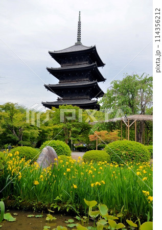 東寺 五重塔 東寺 五重塔 114356212