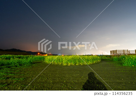夜の菜の花畑 114356235