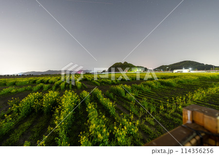 夜の菜の花畑 114356256