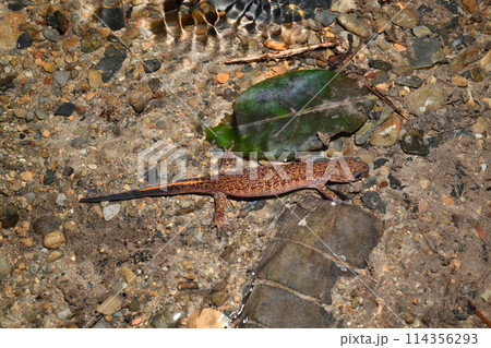 産卵場所へ沢の中を歩くツシマサンショウウオの雌 114356293
