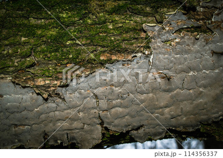 A tree trunk with green moss on it. High quality photo 114356337