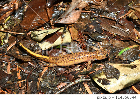 落ち葉の上を歩くツシマサンショウウオ雌 114356344
