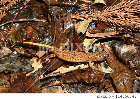 落ち葉の上を歩くツシマサンショウウオ雌 114356345