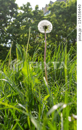 The beauty of nature is in its small details The beauty of nature is in its small details 114356440