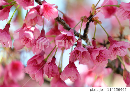 Spring blooming a small tree Taiwan cherry, Formosan cherry, or bellflower cherry (lat.- Prunus campanulata) Spring blooming a small tree Taiwan cherry, Formosan cherry, or bellflower cherry (lat.- Prunus campanulata) 114356465
