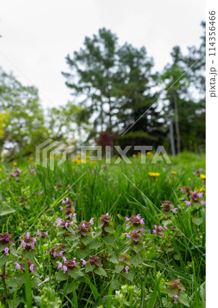 The beauty of nature is in its small details The beauty of nature is in its small details 114356466