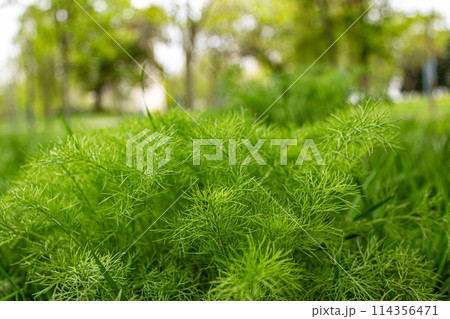 The beauty of nature is in its small details The beauty of nature is in its small details 114356471