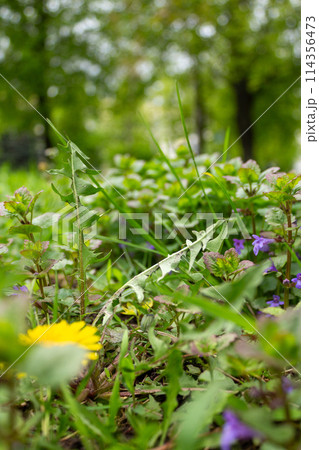 The beauty of nature is in its small details 114356473