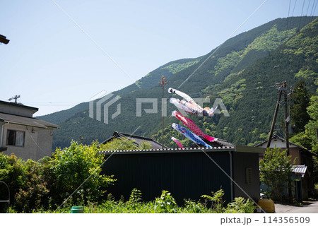 田舎の鯉 田舎の鯉 114356509