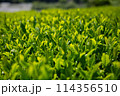 茶畑 114356510