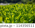 茶畑 114356511