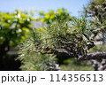 松 114356513
