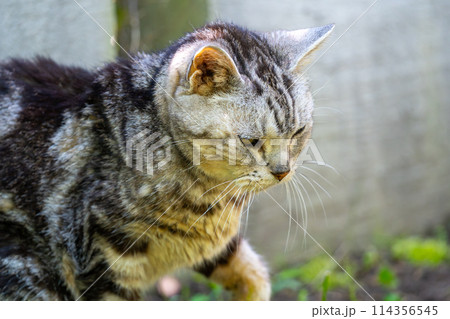 日向ごっこをする老猫 日向ごっこをする老猫 114356545