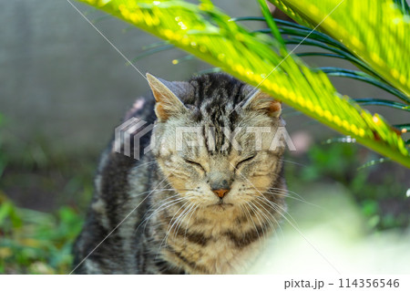 日向ごっこをする老猫 日向ごっこをする老猫 114356546