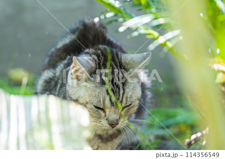 日向ごっこをする老猫 114356549