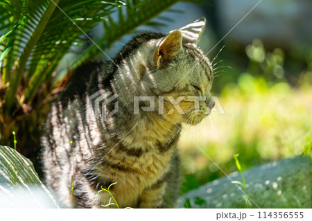 日向ごっこをする老猫 日向ごっこをする老猫 114356555
