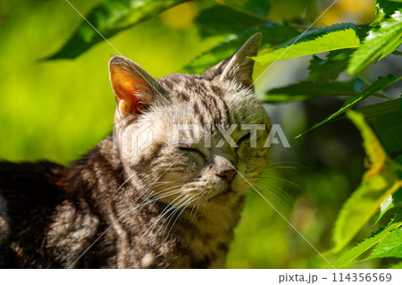 日向ごっこをする老猫 日向ごっこをする老猫 114356569