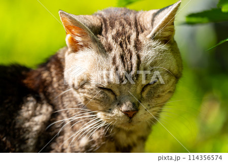 日向ごっこをする老猫 114356574