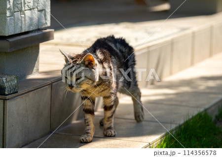 日向ごっこをする老猫 日向ごっこをする老猫 114356578