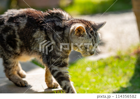 日向ごっこをする老猫 日向ごっこをする老猫 114356582