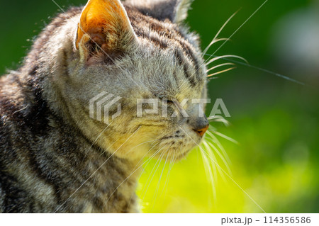 日向ごっこをする老猫 日向ごっこをする老猫 114356586