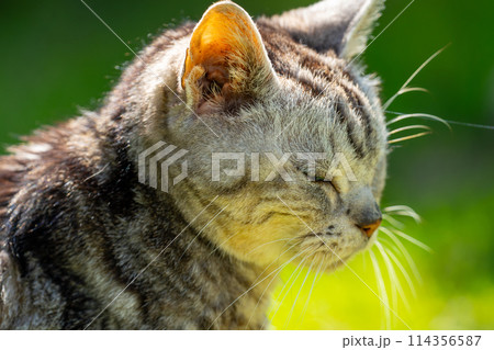 日向ごっこをする老猫 日向ごっこをする老猫 114356587