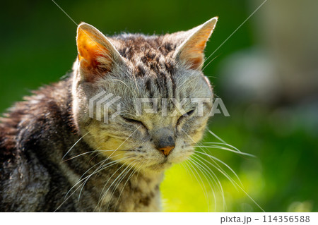日向ごっこをする老猫 日向ごっこをする老猫 114356588