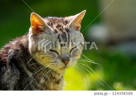 日向ごっこをする老猫 114356589