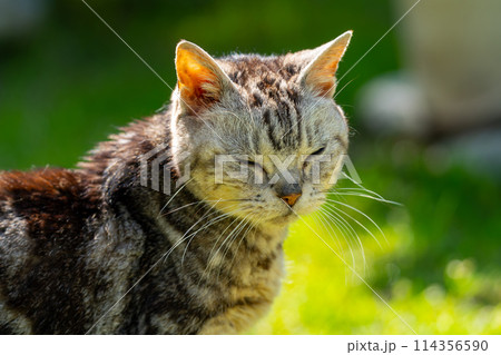 日向ごっこをする老猫 114356590