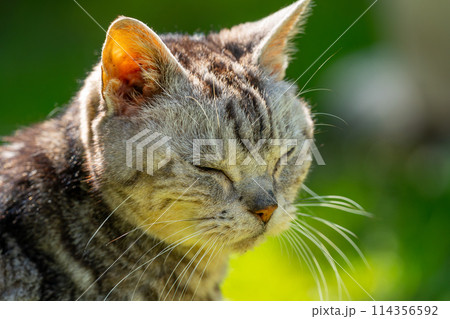 日向ごっこをする老猫 114356592