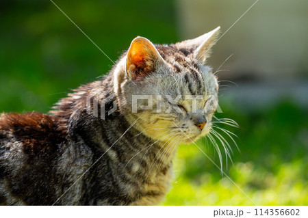 日向ごっこをする老猫 114356602