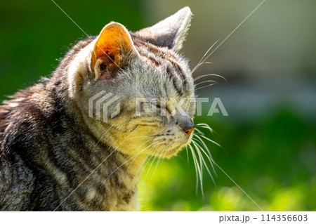 日向ごっこをする老猫 日向ごっこをする老猫 114356603