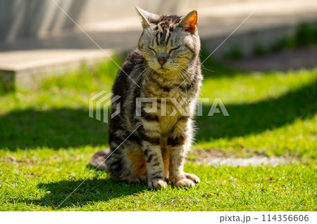 日向ごっこをする老猫 日向ごっこをする老猫 114356606