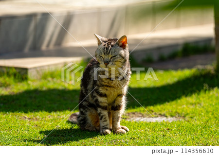 日向ごっこをする老猫 114356610