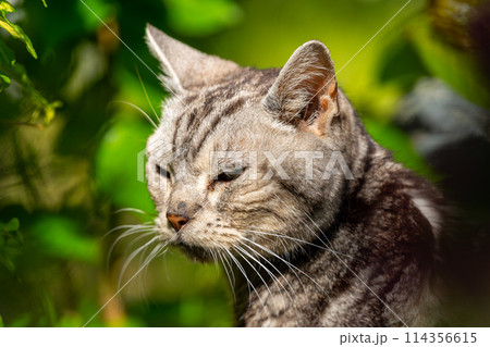 日向ごっこをする老猫 114356615