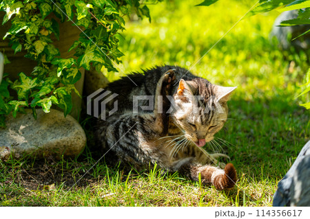 日向ごっこをする老猫 114356617