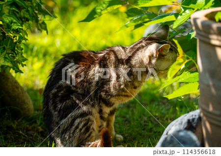 日向ごっこをする老猫 114356618