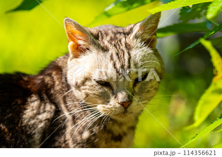 日向ごっこをする老猫 日向ごっこをする老猫 114356621