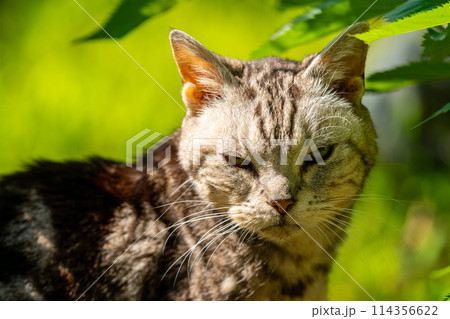 日向ごっこをする老猫 日向ごっこをする老猫 114356622